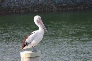 pelican